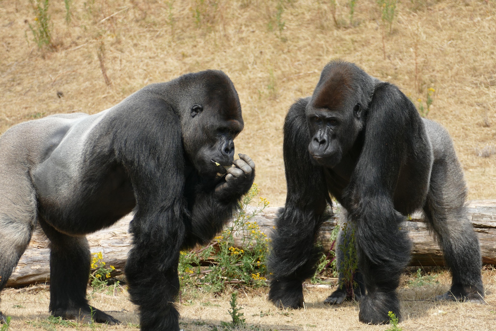 Eastern Gorilla