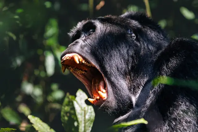 A dramatic close-up during a gorilla trek