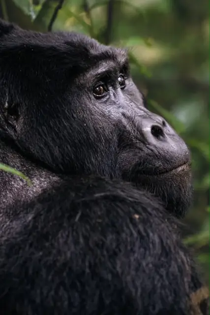 Mountain gorilla portrait in the forest
