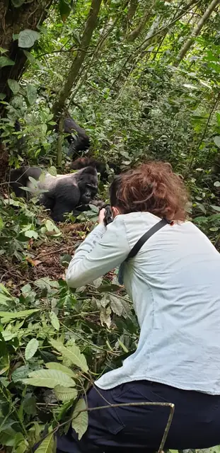 Gorilla trekking deep in the forest