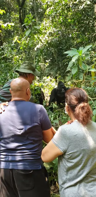 Guests observing gorillas in their natural habitat