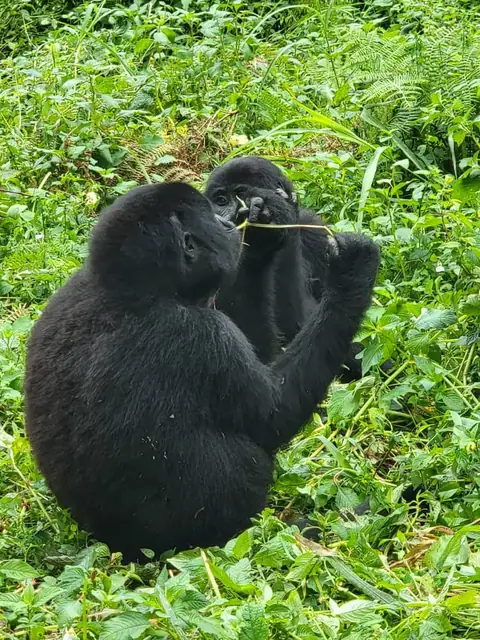Gorilla feeding in the forest