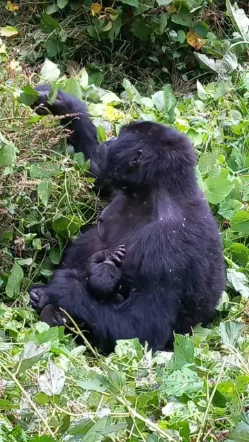 Gorilla relaxing in the vegetation