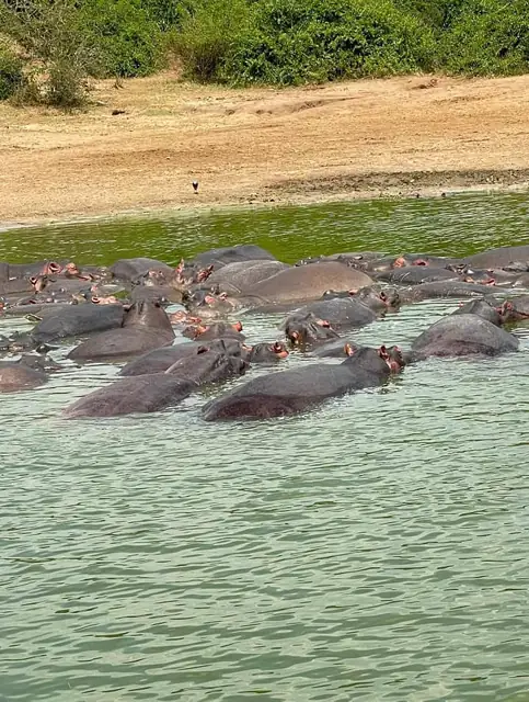 Hippos cooling off in the water