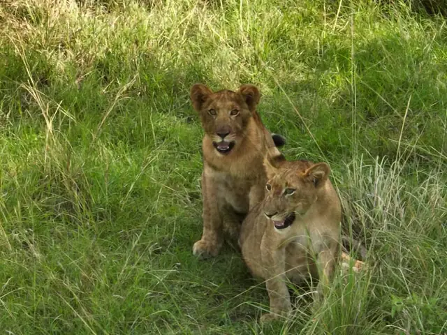 Lion cubs on the savannah