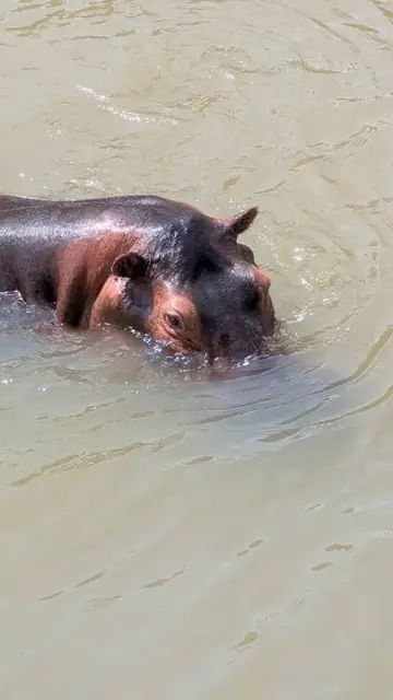 Hippo in its natural habitat