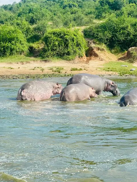 Hippos along the water’s edge