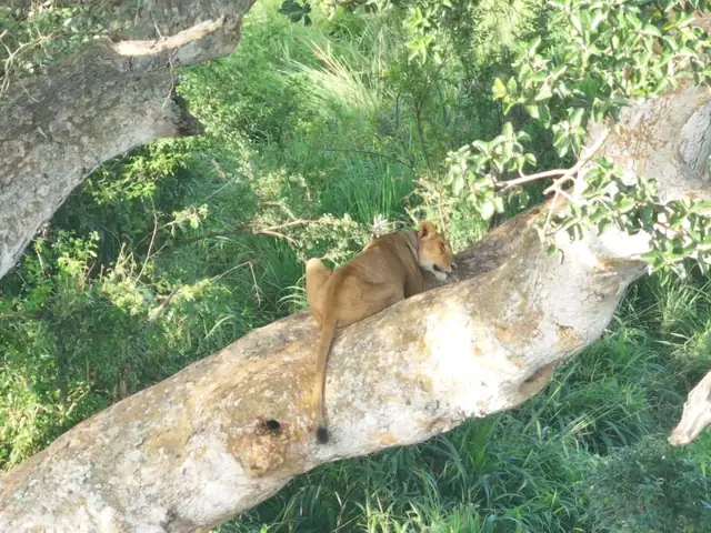 Lion resting in a tree