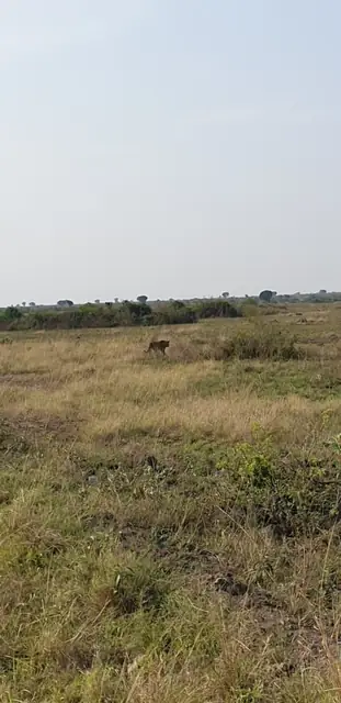 Open savannah scenery on safari
