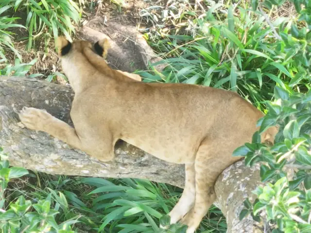 Lioness resting in the wild