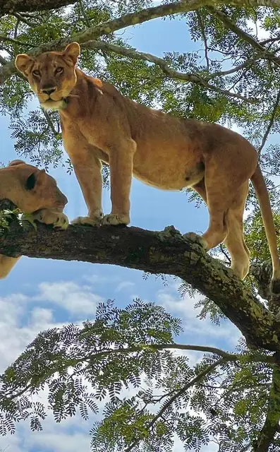 Lion keeping watch from a tree