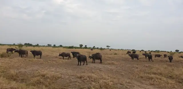 Buffaloes roaming the savannah