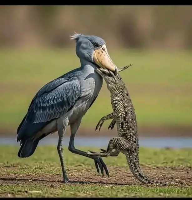 A striking wetland bird encounter