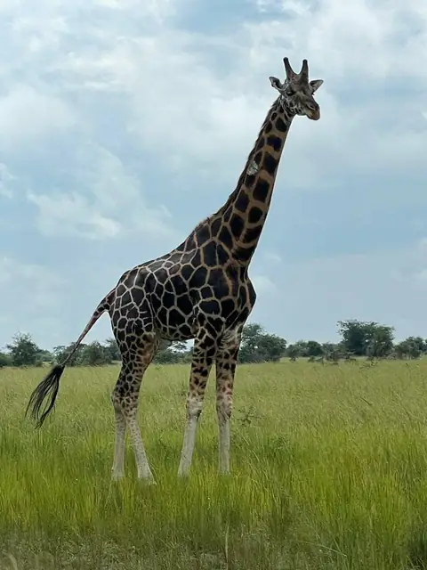 Giraffe crossing the open grasslands