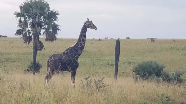 Giraffe framed by the savannah