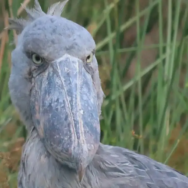 Shoebill bird in Uganda