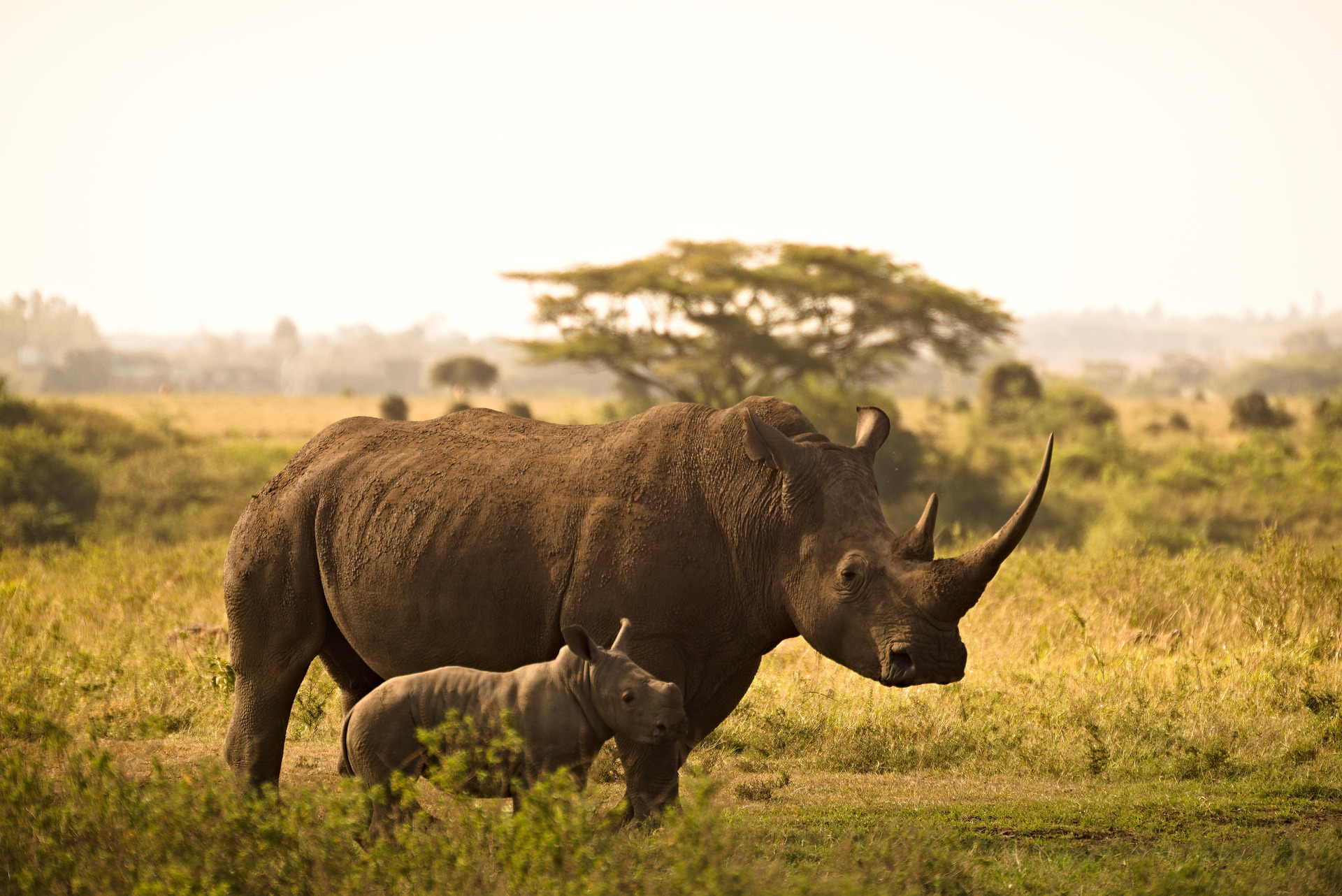 Masai Mara National Reserve