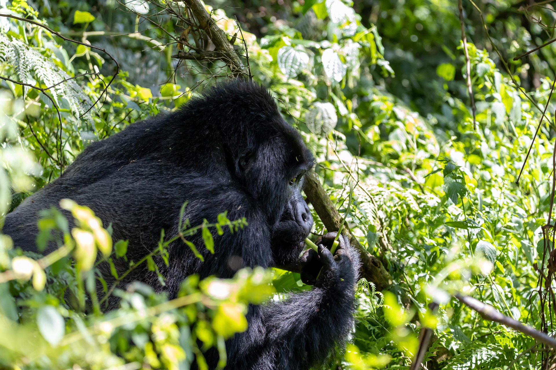Rwanda